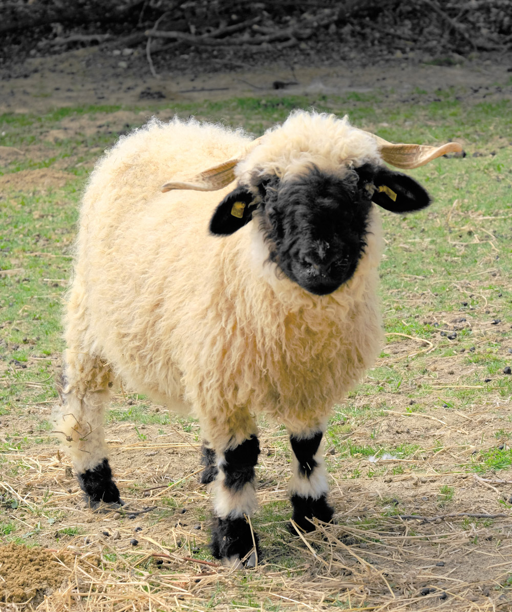 Mille et une cornes