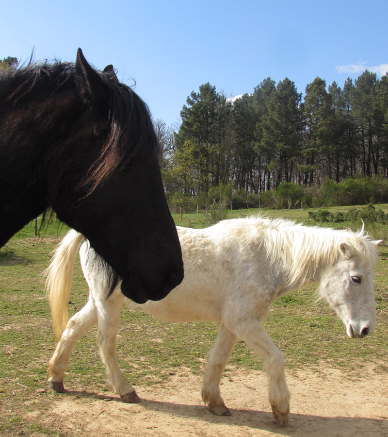 Chevaux